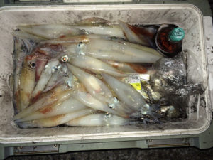 夜焚きのイカ釣り始まりました。豊後大野市の朝倉さん、100杯近く釣りました。好スタートです。